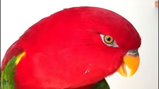 Red birb🍅wuewuewuewuewuewue Mysterious message……… [upl. by Eanahc]