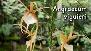 Orquídea Angraecum viguieri [upl. by Chas555]