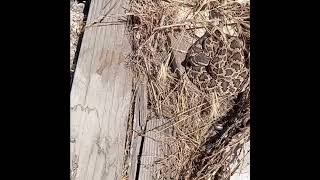 Flipping Rattlesnake in San Ysidro snake rattlesnake herping [upl. by Oijimer]