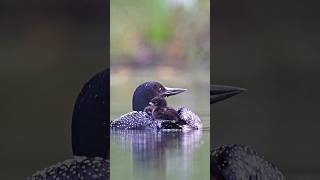 Loon babies riding on mothers back loon wildlife nature [upl. by Notlew]