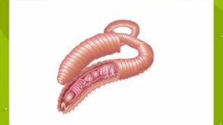 Excretion and Osmoregulation In Earthworm [upl. by Odilo927]