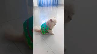 Yarandapayyanyoutubeshirtpets lovecarenewdress [upl. by Marucci]