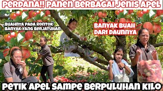 PERDANA PENEN BERBAGAI JENIS APEL SAMPAI BERPULUHAN KILO  BUAHNYA LEBAT BANGAT MAKAN SEPUASNYA [upl. by Neumark514]