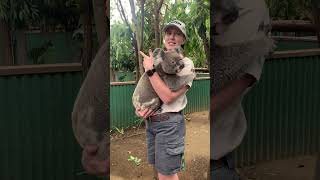 Koala at Currumbin Wildlife Sanctuary Currumbin Queensland Australia [upl. by Amandi497]