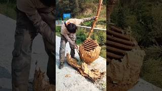 Wasp 🐝 nest 😱 shortvideo wasp [upl. by Trent]