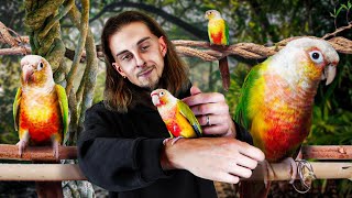 Jai SAUVÉ un CONURE MOLINAE  Une NOUVELLE VIE pour un MINI PERROQUET   MES BESTIOLES D’ABORD [upl. by Oel]