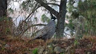 KOKLASS PHEASANT CALL [upl. by Kent]