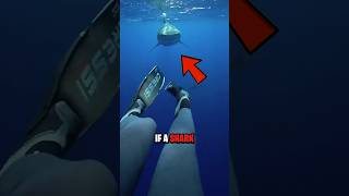 How To Survive a Shark Attack 😨 [upl. by Aissila]