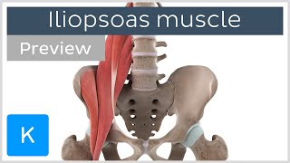 Functions of the iliopsoas muscle preview  3D Human Anatomy  Kenhub [upl. by Sievert]