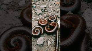 kaki seribu luwing millipedes berkumpul kembali  shortsvideo millipede animal bug [upl. by Werby]