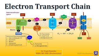 2 Electron Transport Chain  Biological Oxidation  Biochemistry  NJOY Biochemistry [upl. by Ainegul]