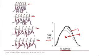 Biomechanics of Movement  Lecture 123 Muscle Actions in Running and Sprinting [upl. by Ferreby]