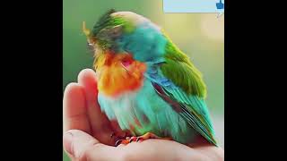 a small colourfull birds are playing on hand birds motivation [upl. by Niar]