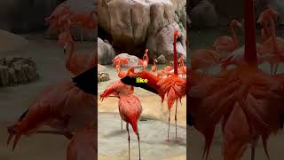 5 fascinating facts about flamingos 🦩 youtubeshorts animals wildlife flamingo facts [upl. by Dina]