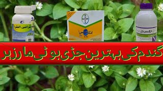 3 best herbicide for wheat crop  best and save weedicide for wheat  zikria agri information [upl. by Ayanal268]