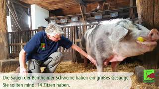 Das Bentheimer Schwein  Erklärt von Dr Heike Weber [upl. by Rebmak172]