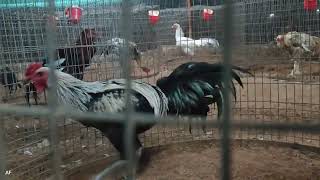 Peru cross stag in farm [upl. by Avid779]