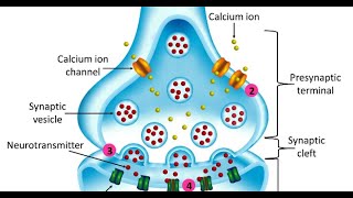 Understanding Synaptic Transmission  How Neurons Communicate [upl. by Novhaj]