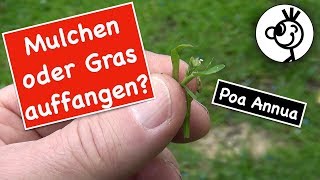 Poa Annua im Rasen  mulchen oder Gras auffangen [upl. by Enneirdna]