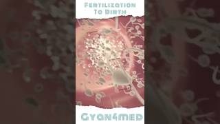 Fertilization to Birth journey [upl. by Editha]