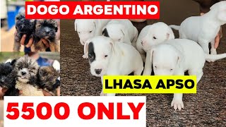 DOGO ARGENTINO amp LHASA APSO PUPPIES FOR SALE  5500 ONLY FOR QUALITY PUPPY DOGO ARGENTINO LOW PRICE [upl. by Nor]