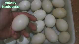 Incubación de huevos de patos en incubadora casera [upl. by Janka]