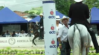 TORNADO DE SAN LUIS TERCER PUESTO CABALLOS CASTRADOS TROTE Y GALOPE II FESTIVAL EQUINO VENECIA 2024 [upl. by Paco]