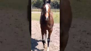 Yearlings  Potros  Thoroughbred Breed  RAC3LAND [upl. by Fuld]