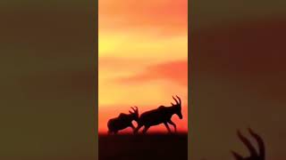 Cervidae Impala amp DEER Evolutiva [upl. by Yasmar420]