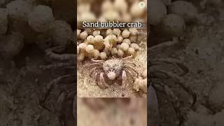 Sand bubbler crab  facts [upl. by Llednyl]