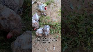 Feathers All Over The Run From Molting Chickens [upl. by Brunell926]