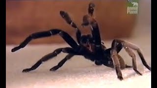 Australian TarantulaWhistling spider [upl. by Viradis]