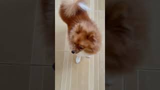 My Lil Moggie cuteness overload pomeranian satisfying shorts pets [upl. by Christye]