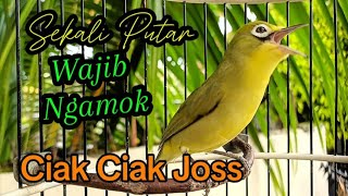 CIAK CIAK JOSS PANCINGAN KECIAL MALAS BUNYI PASTI CEPAT DIRESPON [upl. by Fisa996]