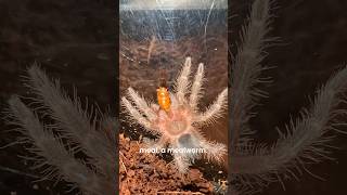 Pet SpiderTarantula Update🤎 pets animals nature wildlife insects [upl. by Risa71]