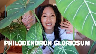 RARE PHILODENDRON  PHILODENDRON GLORIOSUM  dark form vs regular form vs round form [upl. by Kellsie]