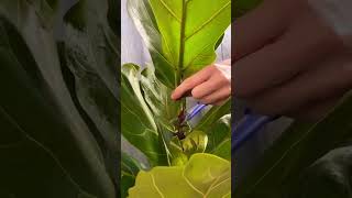 Cutting plants for new growth plants beautiful soilpot soiltypes farming propagation edit [upl. by Tracay]