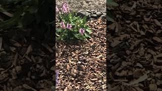 Hummingbird flying in slow motion between plants animals [upl. by Ylrebmik]