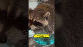 Raccoon vs Cotton Candy – A Hilarious and Sweet Encounter [upl. by Ffirahs]