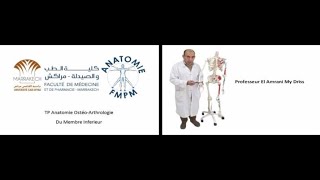 ANATOMIE FMPM TP ANATOMIE DOSTEOARTHROLOGIE DU MEMBRE INFERIEUR [upl. by Atinihc]