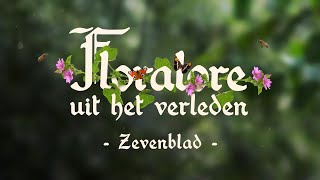 Floralore uit het verleden  Zevenblad [upl. by Tye]