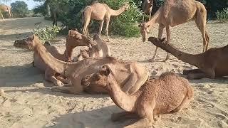 Camels playing in sand beautifully What a beautiful ❤️ view of camels group [upl. by Patrizius559]