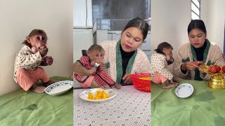 See this funny monkey Icy Is Eating Snack With Mommy cute monkey animals eating [upl. by Balfour]