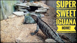 The Rescued Rhino Iguanas get a NEW ENCLOSURE [upl. by Collbaith]