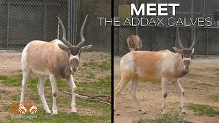 Meet the Addax Calves [upl. by Fleischer624]