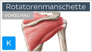 Rotatorenmanschette Aufbau und Funktion Vorschau  Anatomie des Menschen  Kenhub [upl. by Audrie]