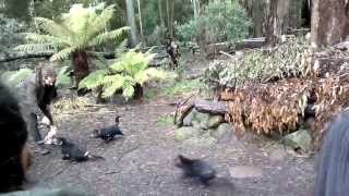 Tasmanian Devils Feeding Habits [upl. by Iorgo297]