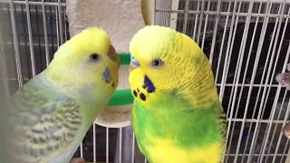 BudgieParakeet Breeding PairВолнистых попугаев [upl. by Ecirtael928]