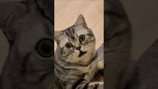 Ma ki diwani biladi best video by cat lovers video bengalcat catworld lovelycat catsworld cat [upl. by Morita32]