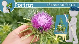 🖼️ Porträt 081  Mariendistel Silybum marianum  WildpflanzenSteckbrief Essbar [upl. by Eissahc]